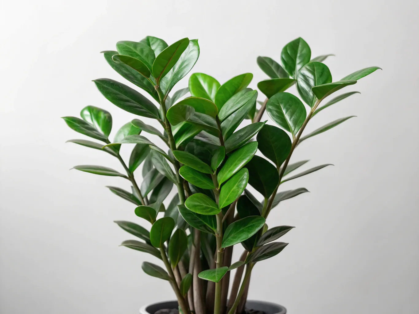 Zamioculcas Zamiifolia Pflanze